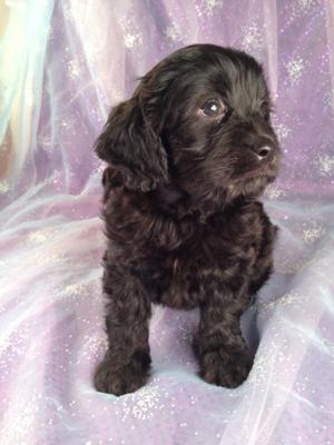 Male Cavachon Pup for sale #2 Ready June 2013, Black Male Born 4-20-13/airline tickets only $150 into Boston, Newark, Raleigh, DC, and many more!